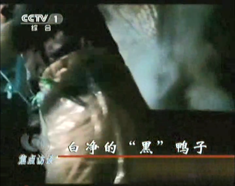 媒體曝光松香、瀝青拔鴨